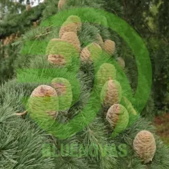 Cedar Tree