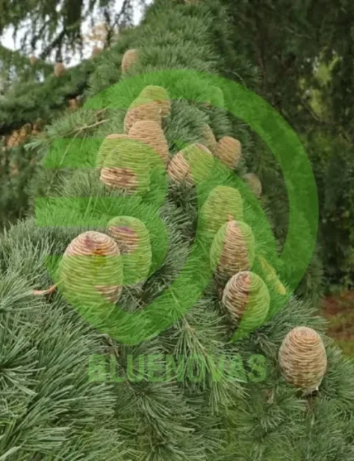 Cedar Tree