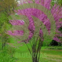 Redbud Tree