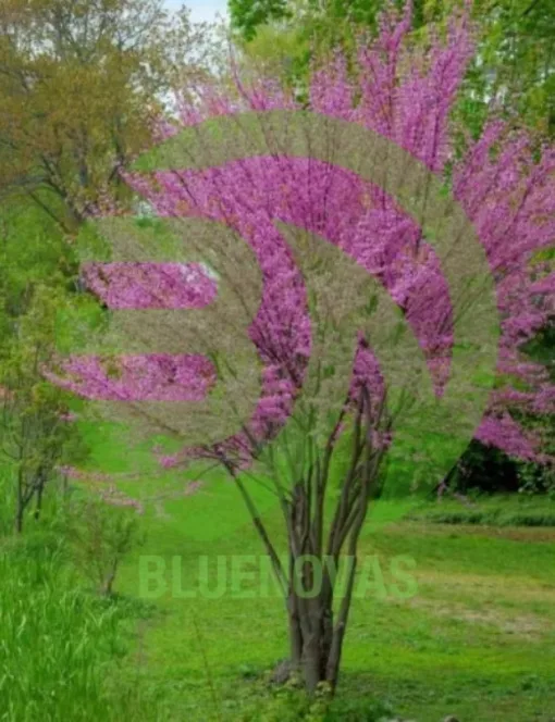 Redbud Tree