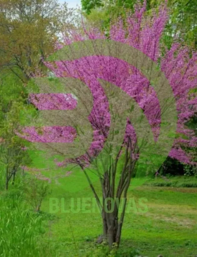 Redbud Tree