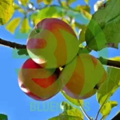 Apple Tree