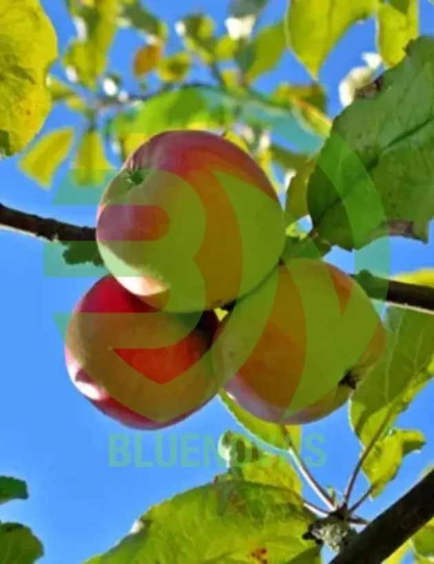 Apple Tree