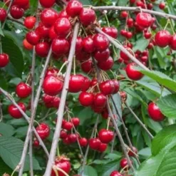 Cherry Tree