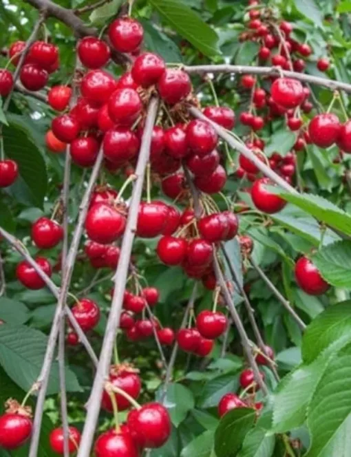 Cherry Tree
