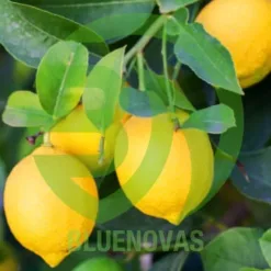 Lemon Tree