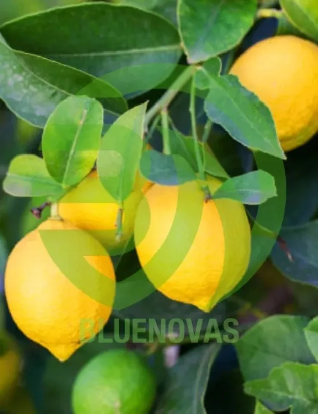 Lemon Tree