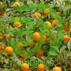 Orange Tree