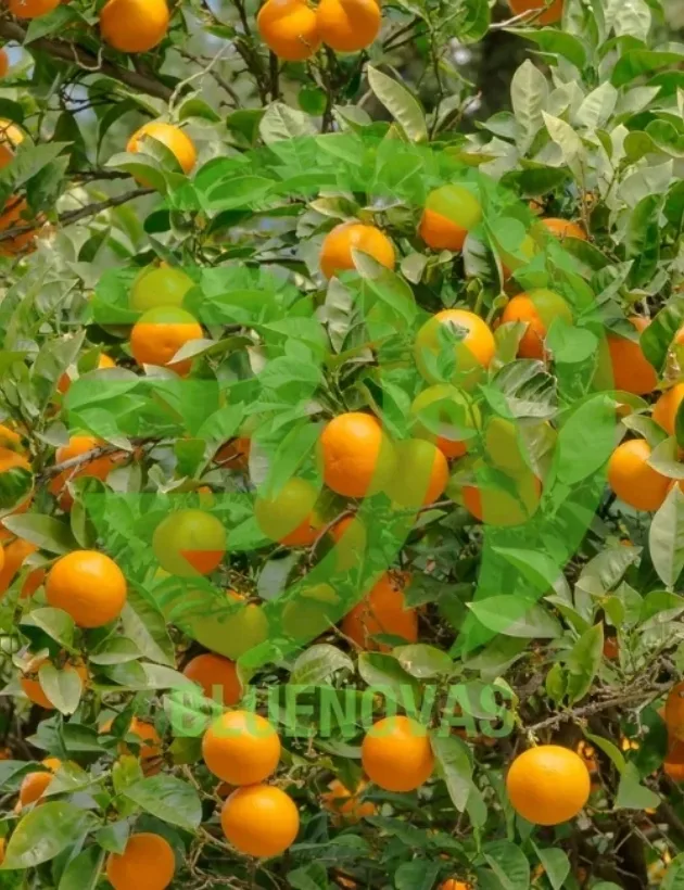 Orange Tree