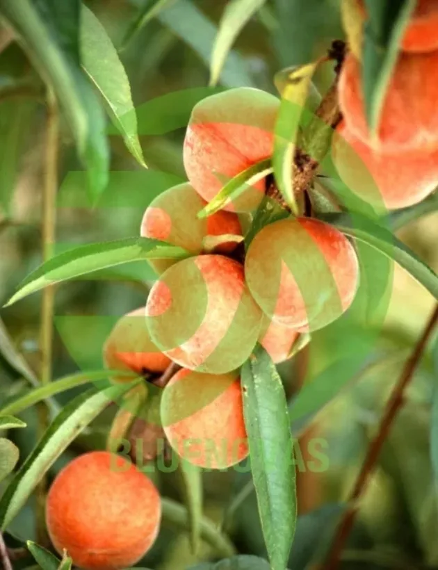 Peach Tree