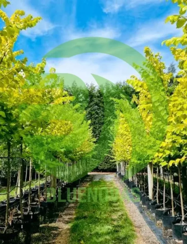 Elm Tree