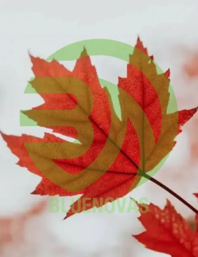 Maple Tree