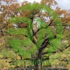 Oak Tree