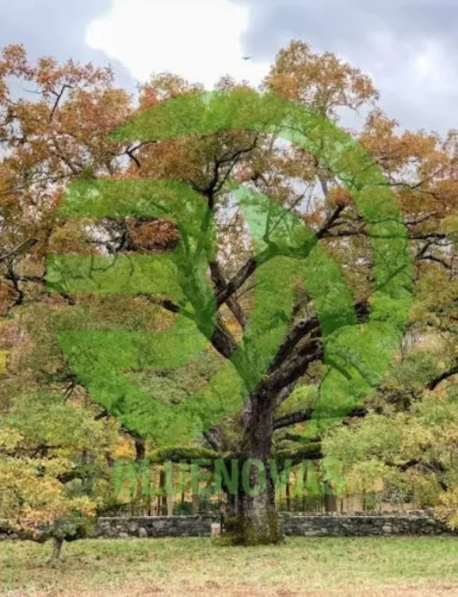Oak Tree