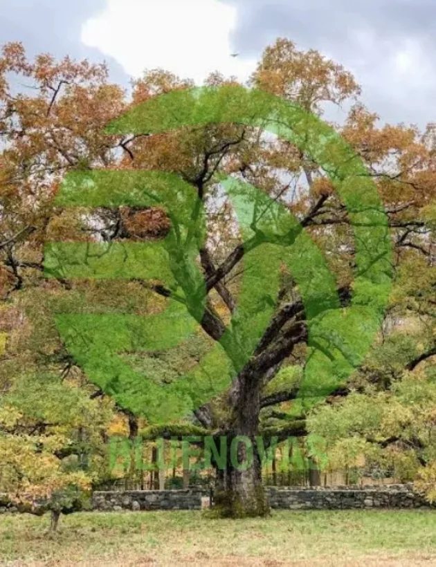 Oak Tree
