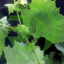 Sycamore Tree