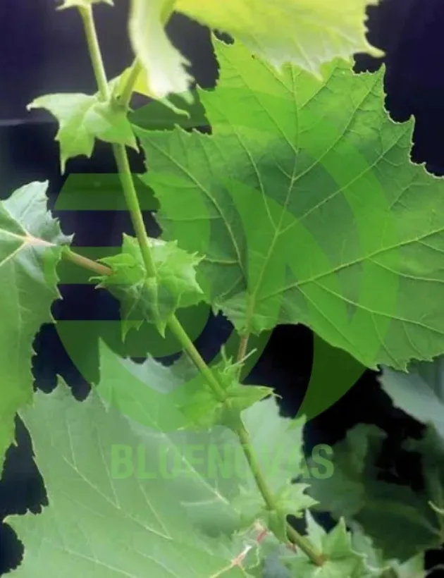Sycamore Tree