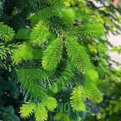 Fir Tree