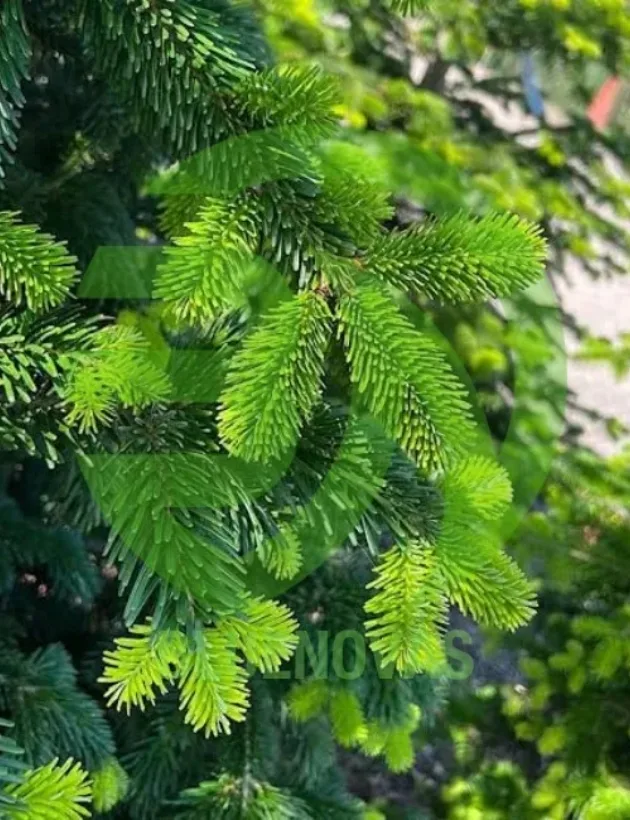 Fir Tree
