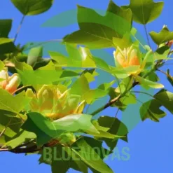 Tulip Poplar Tree