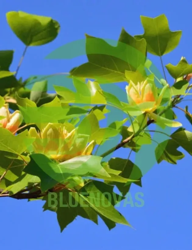 Tulip Poplar Tree