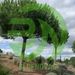 Pine Tree
