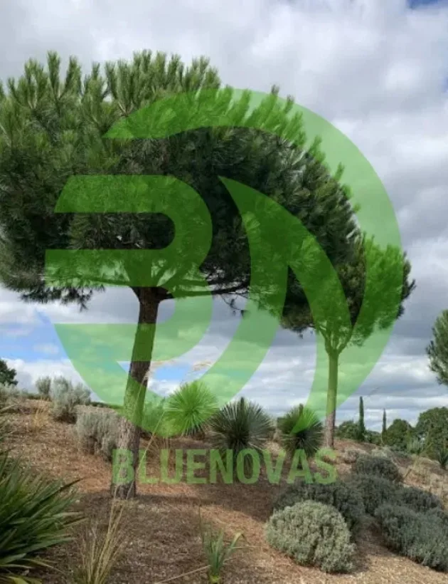 Pine Tree