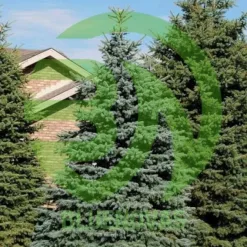 Spruce Tree