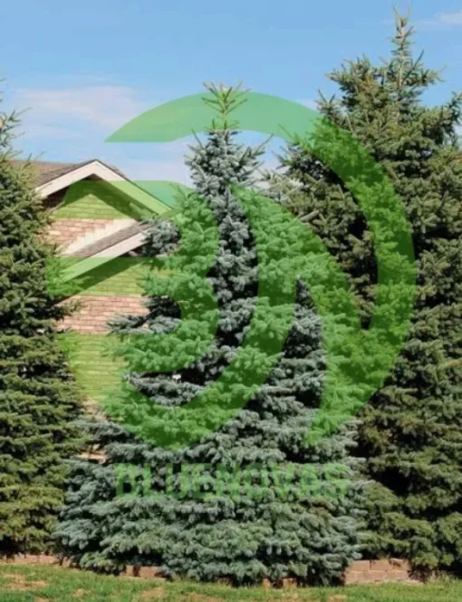 Spruce Tree
