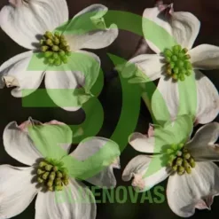 Dogwood Tree