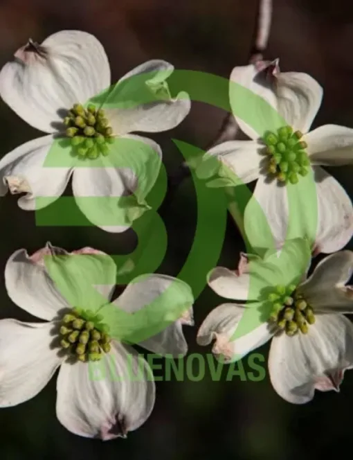 Dogwood Tree