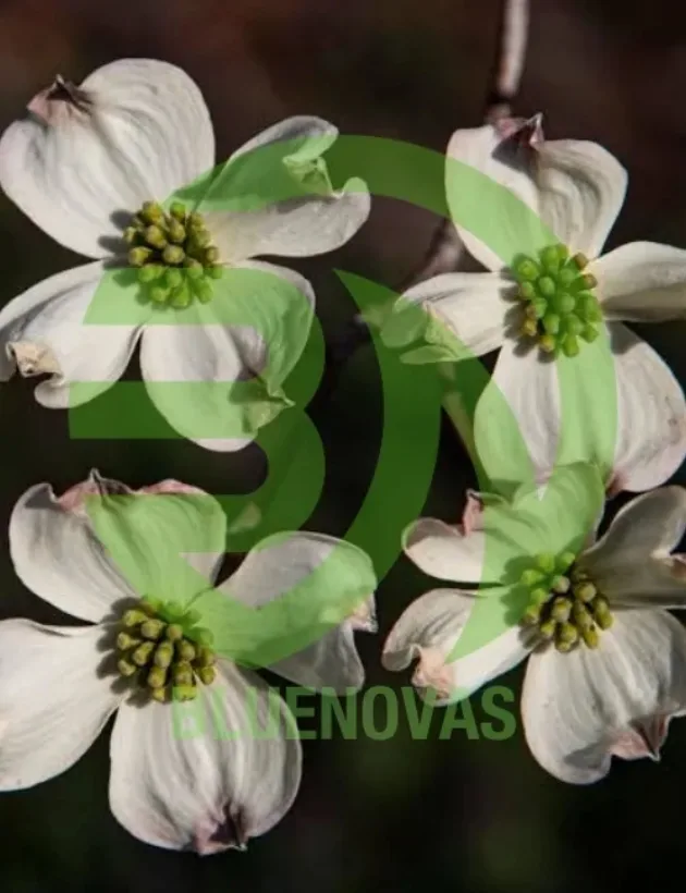 Dogwood Tree