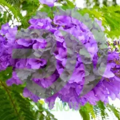 Jacaranda Tree