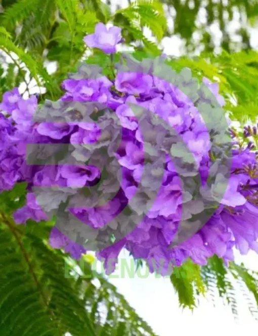 Jacaranda Tree