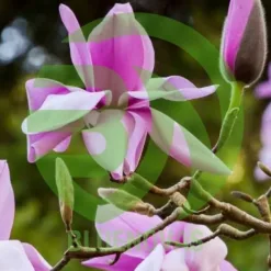 Magnolia Tree