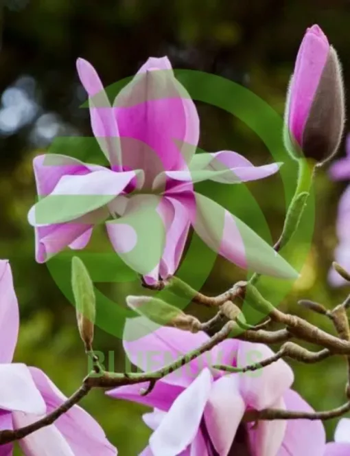 Magnolia Tree