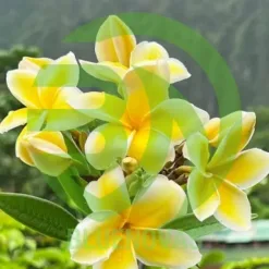 Plumeria Tree