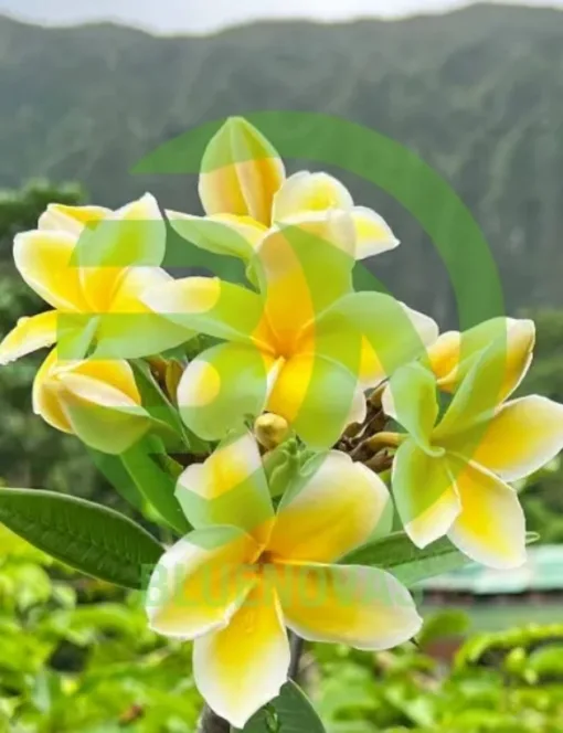 Plumeria Tree
